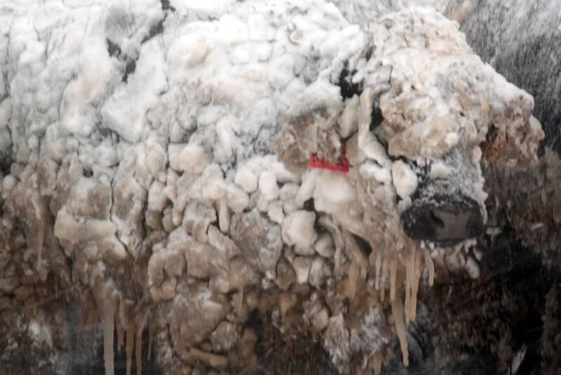 Livestock Indemnity Program paid out $11.1 million for the loss of 37,352 cattle in Montana in 2018. 