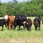 mob-grazing