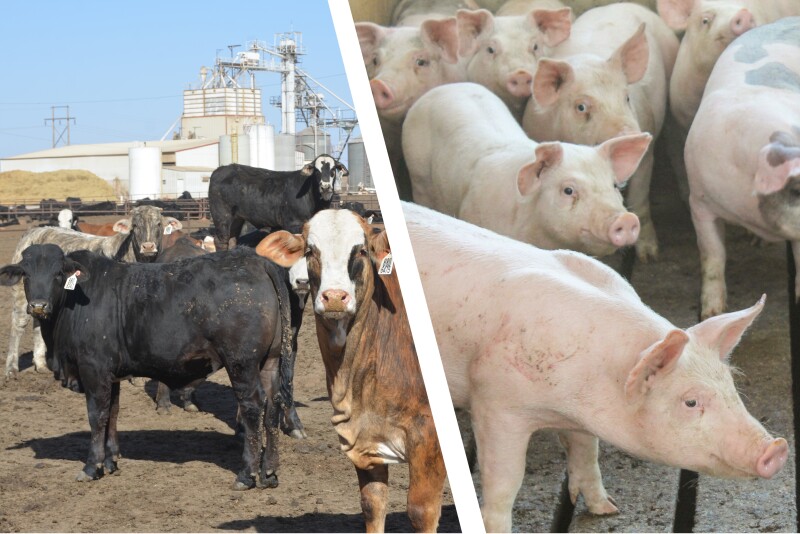 Cattle and hog finishing