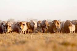 Northern_Australia_Cattle