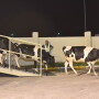 Before the sanctions, most of Qatar's dairy products came from Saudi Arabia.