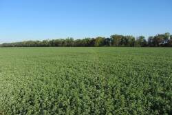 Alfalfa-production-in-North-Florida