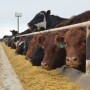 Fed cattle traded steady to $1 lower
