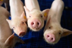 Pigs looking up at camera