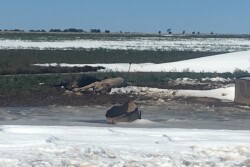 Dead cattle in Boise City, Ok.