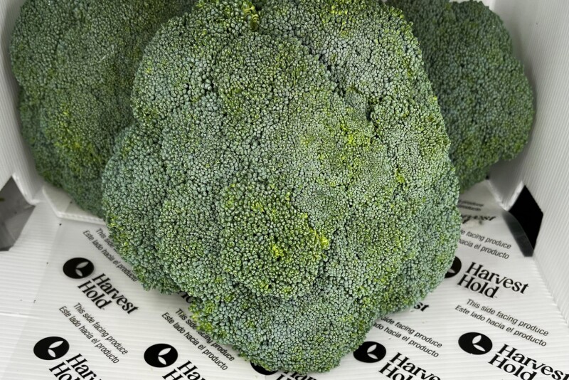 HarvestHoldBroccoli-2.jpg