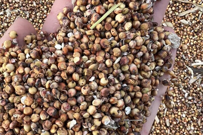 hemp grain.jpg