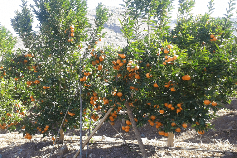 Chilean mandarin growers expect to ship a record 101,000 tons of fruit to North America this season.