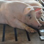 Pork producer margins declined last week.
