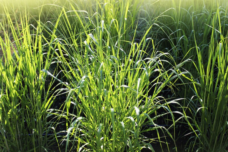 Switchgrass