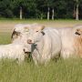 Charolais cattle
