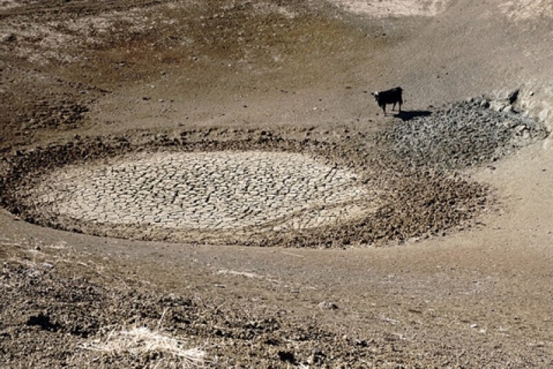 Drought Pond Cattle California