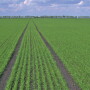 Fargo wheat with tramlines