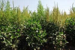 As the bullies of the plant world, weeds cost you time, money and energy. You need a comprehensive weed management plan that includes all the tools at your disposal. 
