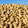SOY