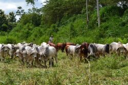 Brahman_Cattle_Ecuador_South_America