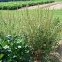 "There might be a Palmer amaranth plant that's 8 inches tall. We're not going to see it until we get a few feet from it," Blair said.