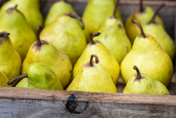 Yellow Williams (bartlett) pears in wooden box, closeup, background. Fresh organic fruit display at market, side view.