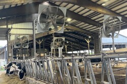 Dairy Cows Holsteins Fans