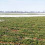 winter wheat