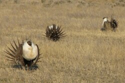 Sage_Grouse_Booming.jpg