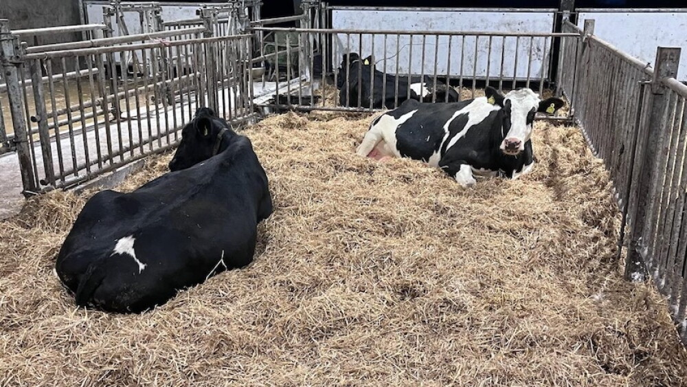 Close up Holsteins calving pen_Maureen Hanson