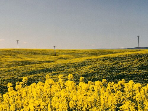 canola-fields-of-walla-walla.jpg