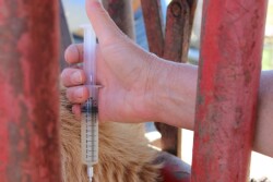 Depending on the size of the animal, viscosity of the product and administration protocols, a variety of needles might be needed. Here’s some guidelines to help decide.