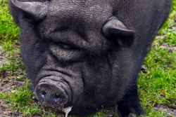 Pot-Bellied Pig