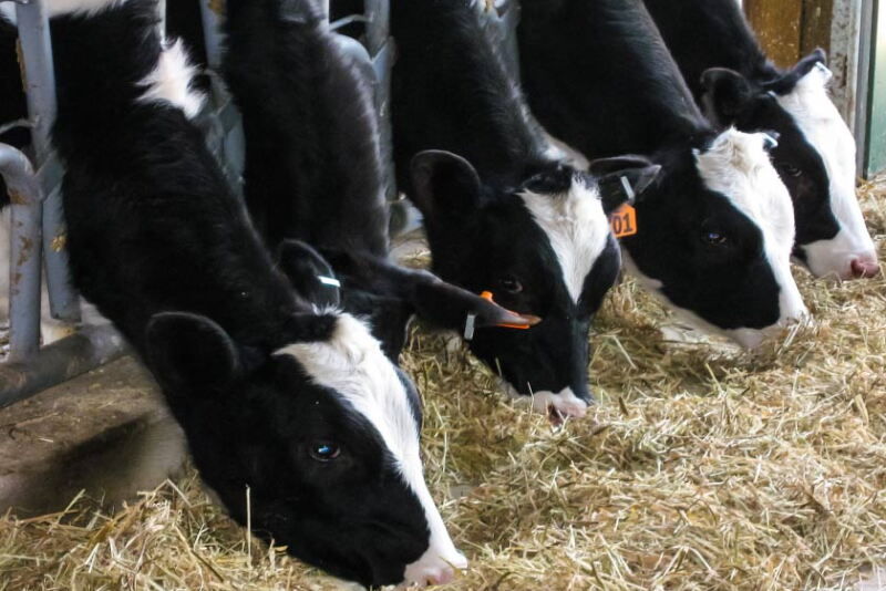 dairy cow lineup