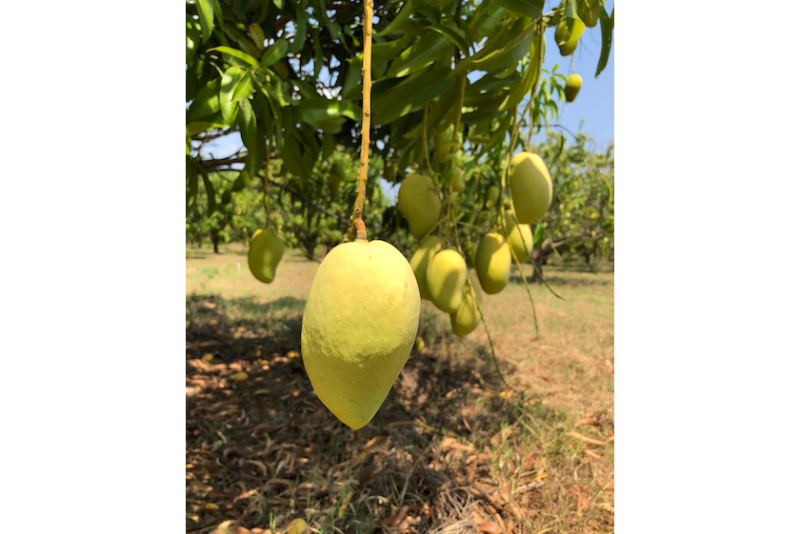honey mangoes