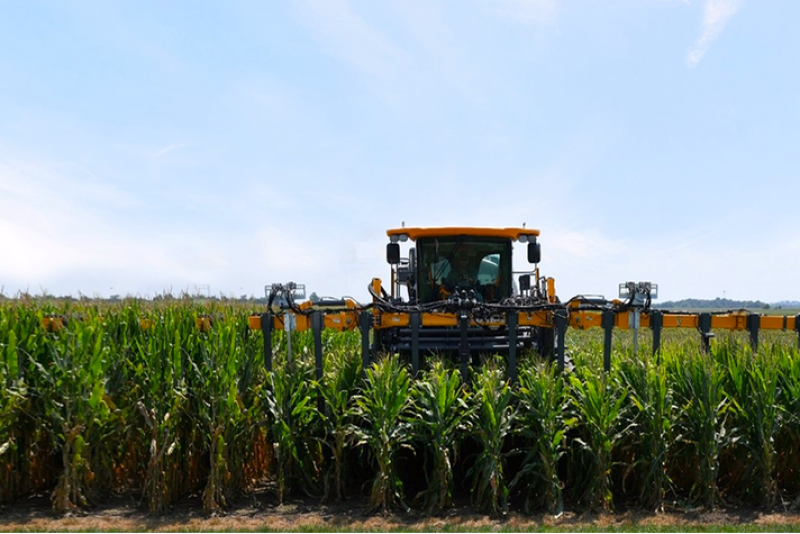 A field of short stature corn, right, next to a commercial variety during a Bayer field trial. 