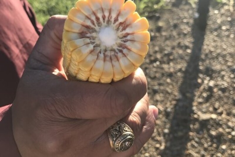Corn sample from Illinois