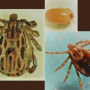winter tick