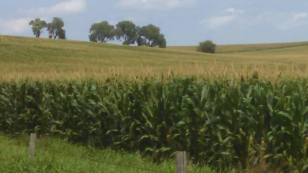 nebraska corn