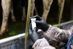 Barb Peterson Sunrise Veterinary Services by Dylan Voyles - milk sampling dairy cows for H5N1 avian flu 05-01-2024 near Amarillo Texas - milk sample milk vial