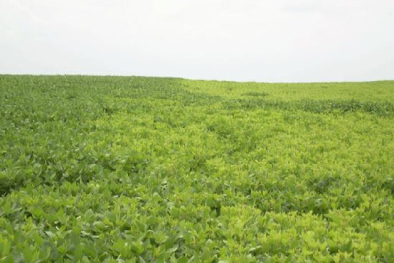 yellow_soybeans