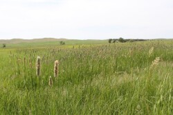 If pasture, rangeland or forage is important to your farm's success, insurance could be a valuable risk-management tool.