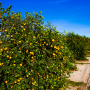 The University of Florida's Institute of Food and Agricultural Sciences, is seeking information from growers of Florida citrus and other crops, to study the effects of the COVID-19 pandemic on Florida agriculture.