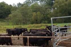 weaning_bawling_calf