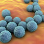 Enterococcus Faecium