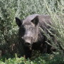Wild boar