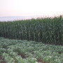 David Hollinrake, president of Syngenta Seeds, LLC, recently appeared on AgriTalk Radio with host Chip Flory and shared his current thoughts on where the seed industry is and where it’s going. 