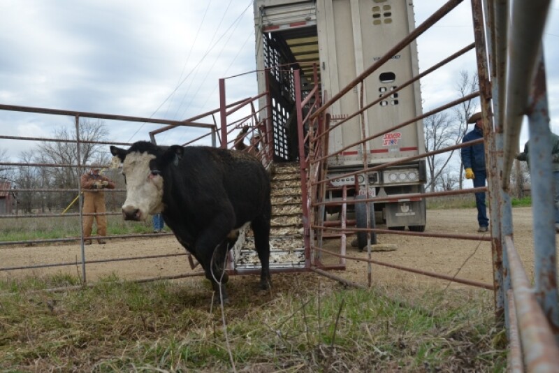 BT_Unloading_Stocker_Cattle