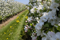 Apple growers across New York state describe near perfect May weather for bloom and pollination activities, setting up expectation for a strong 2018 crop.