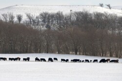 BT_Snow_Cattle_Winter