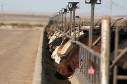 Weaned calves continue to bring a premium at auction.