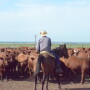 BT_Feedlot_Cowboy_Red_Cattle