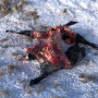 Wolf kill