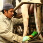 Milker applying teat dip.